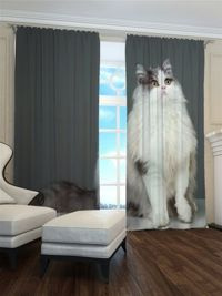 Zasłona Gotowa Ciekawski kot